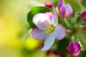 Fotografo macro, servizi fotografici natura, flora e fauna, Marco, Donà, fotografo, 335 301574